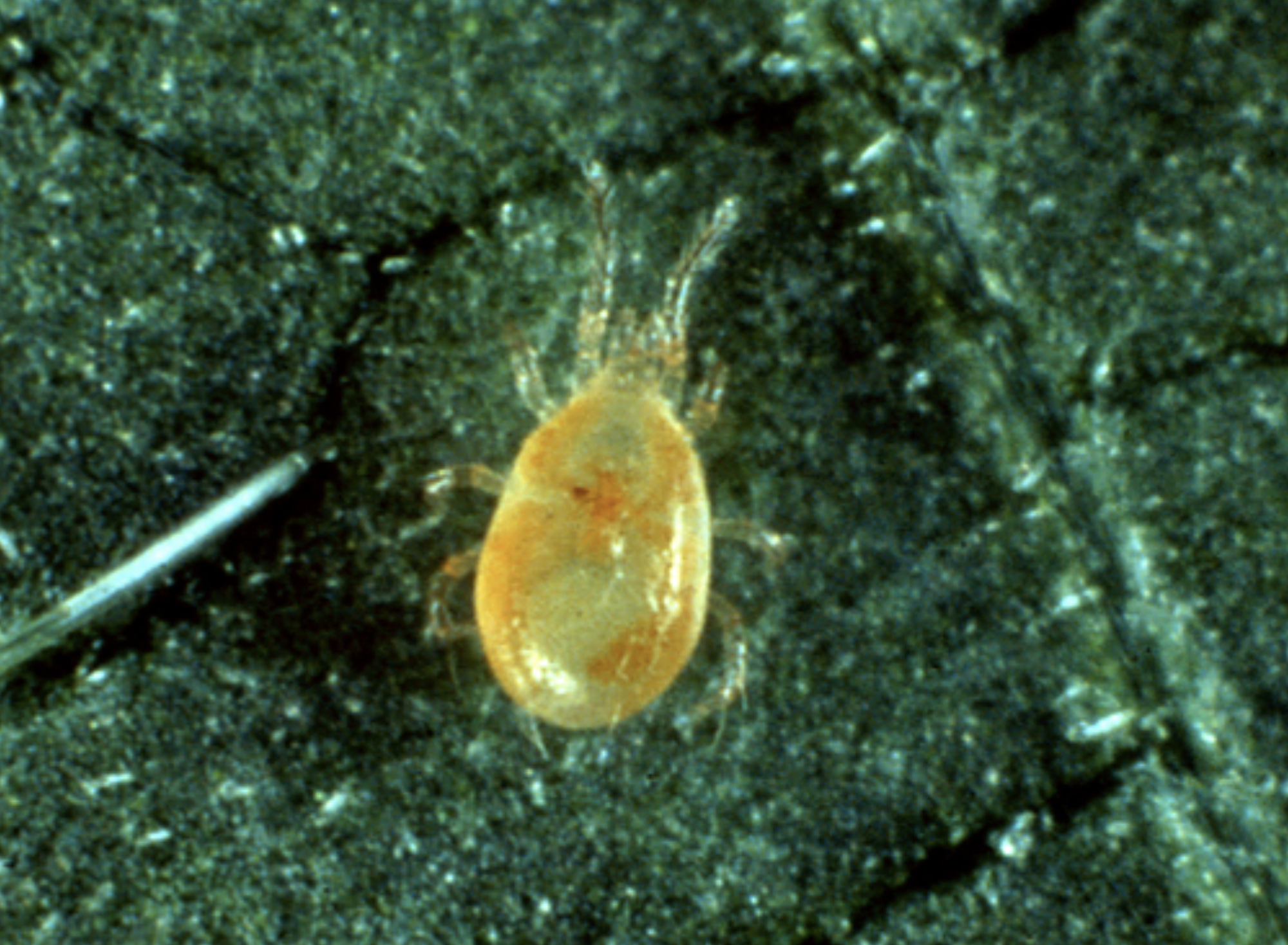fallacis mite