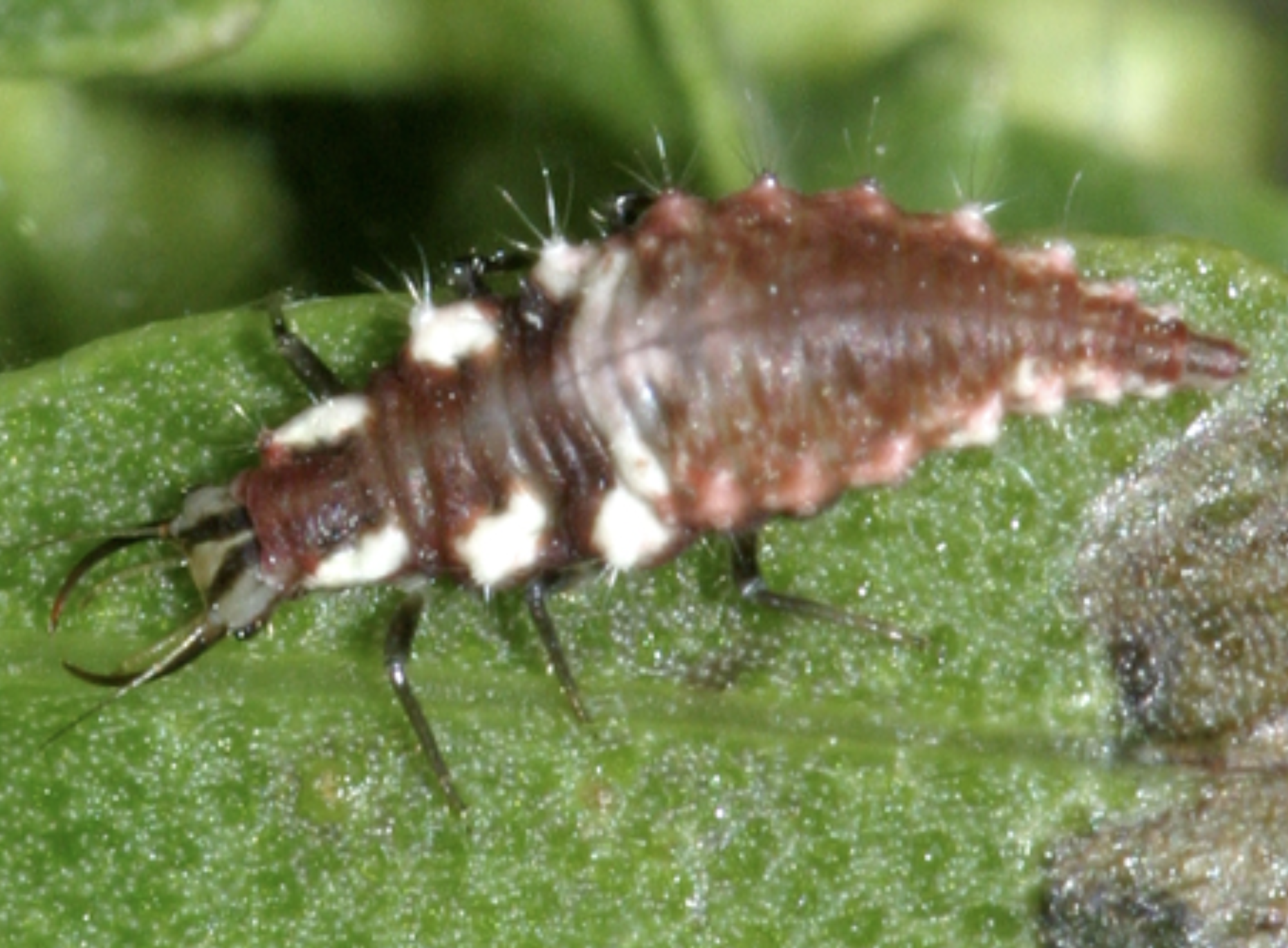 lacewing larvae