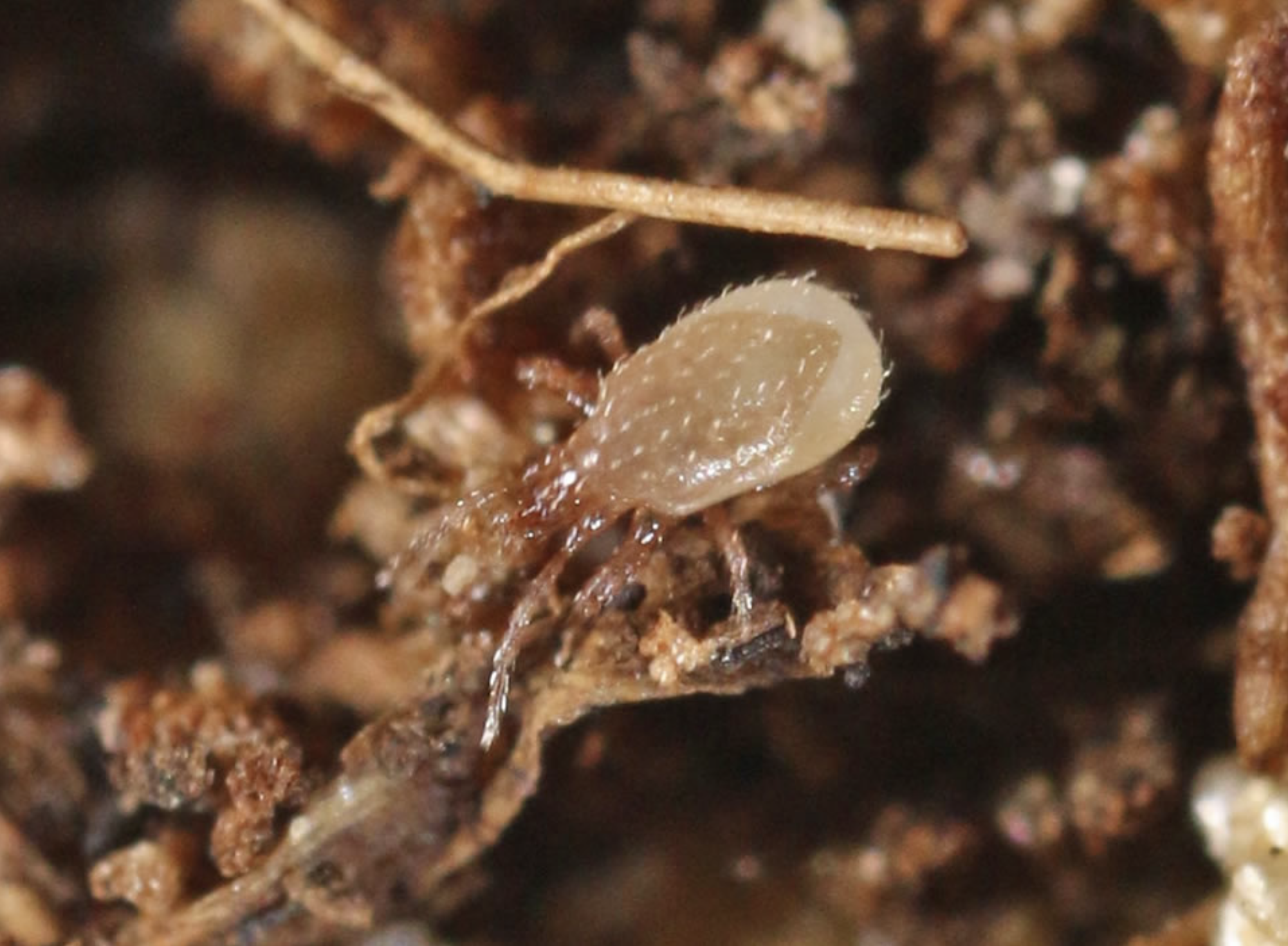 stratiolaelaps scimitus