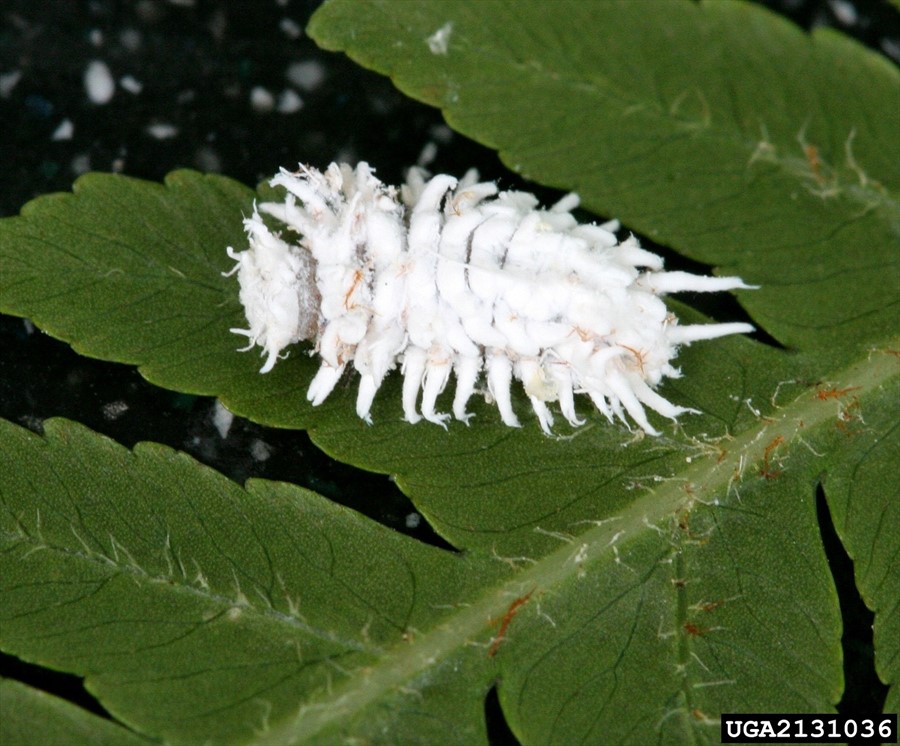 cryptolaemus larvae