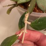 A person's hand shows a Hoya Rebecca vine with extensive corking along the petiole and vine.