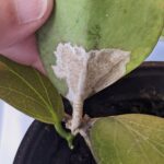 Underside of Hoya leaf shows extensive scarring at the base of the leaf, petiole, and stem.