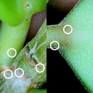 side-by-side close-up of hoya node and petiole with orange flat mite eggs circled