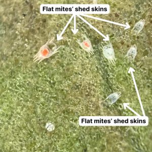 annotated photo of flat mites' shed skins on a leaf