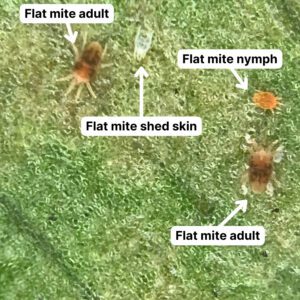 annotated photo of flat mites pointing out 2 adults, a nymph, and a shed skin