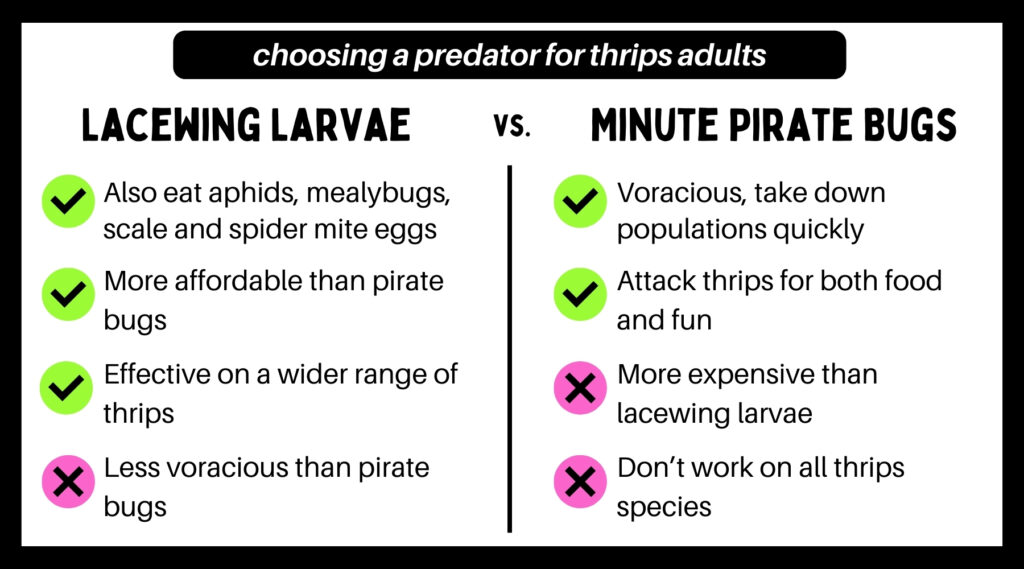 Choosing a predator for thrips adults. Lacewing larvae vs pirate bugs. Pros of lacewing larvae are that they eat aphids, mealybugs, scale and spider mite eggs, in addition to thrips, they are more affordable than pirate bugs, and they are effective on a wider range of thrips. The con is they are less voracious than pirate bugs. Pros of pirate bugs are that they are voracious and take down thrips populations quickly, they attack thrips for both food and fun. Cons are they are more expensive than lacewing larvae, and they don’t work on all thrips species.