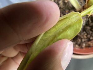 hand manually unfurls new leaf to show many thrips larvae hiding inside