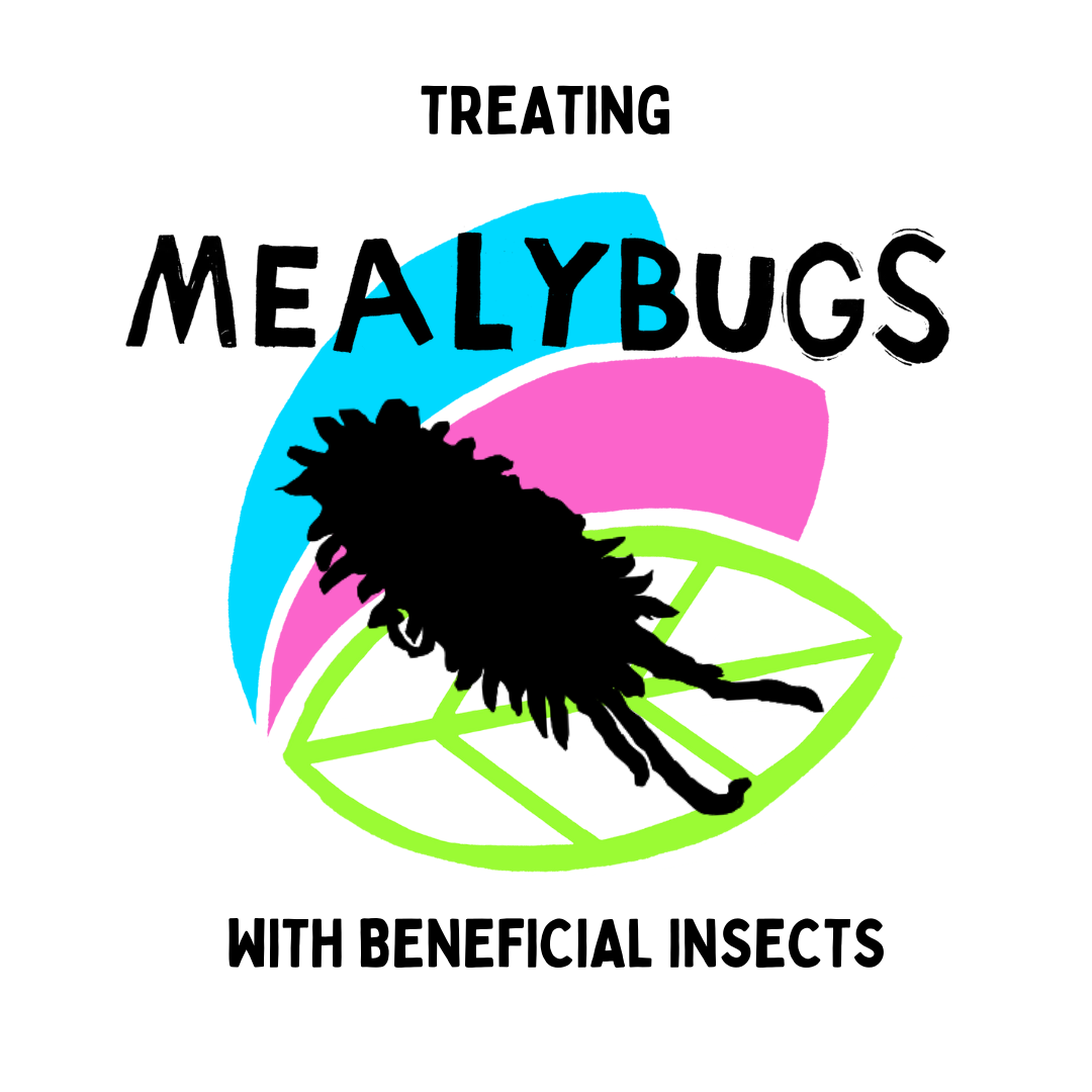 MEALYBUG COVER