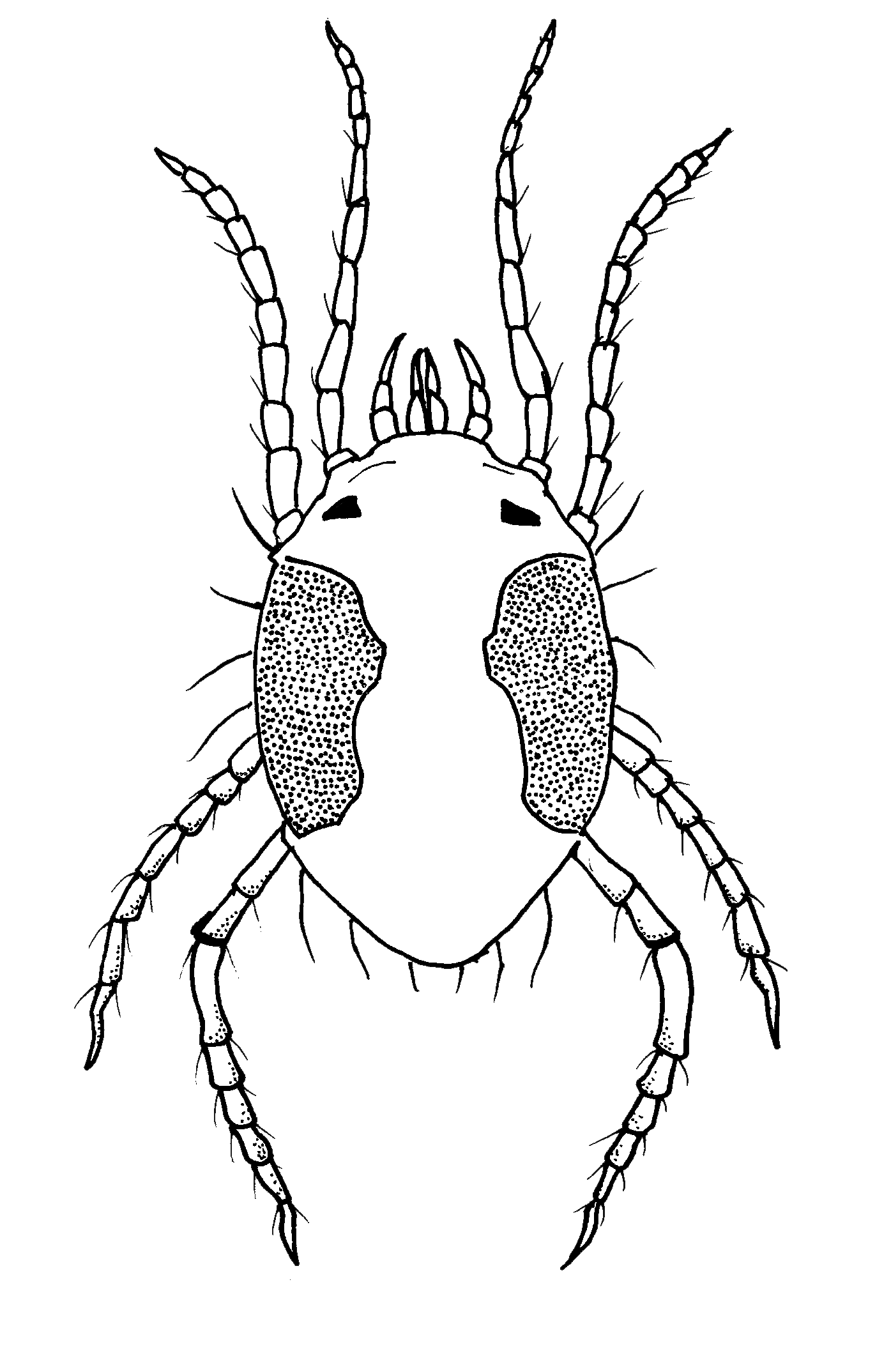 adultspidermite1