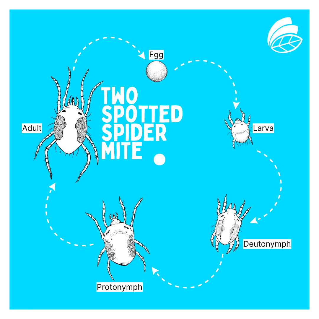 two spotted spider mite lifecycle (1)