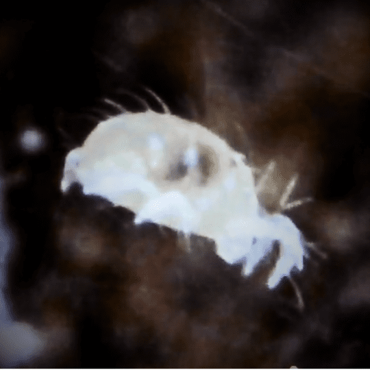 spidermite_adult_on_web_WEB