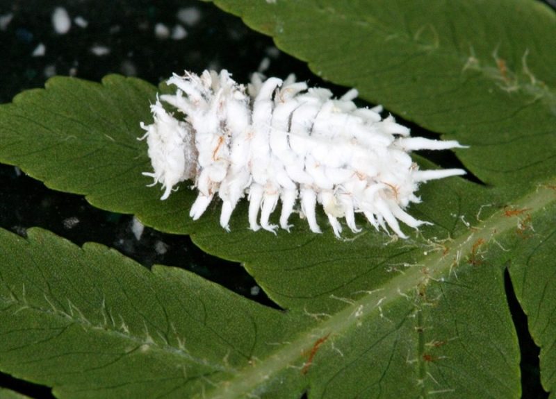 cryptolaemus larvae